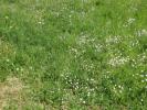 Vente Terrain Saint-remy-en-mauges 1535 m2