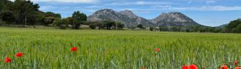 Vente Terrain Collias 263 m2