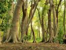 Vente Domaine forestier Corme-royal 6381 m2