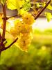 Vente Terrain Sauternes 25000 m2