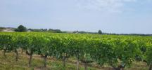 Vente Terrain Portets  1960 m2