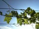 Vente Domaine agricole Banyuls-sur-mer  320 m2