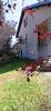 Vente Maison Culmont 5 pieces 96 m2