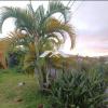 Vente Terrain Tampon  438 m2
