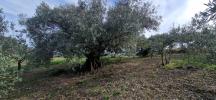 Vente Terrain Fontes  26000 m2