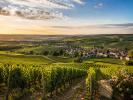Vente Terrain Avize  542 m2