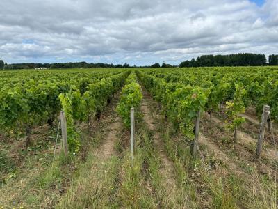 Vente Domaine agricole SAINT-ESTEPHE 33180