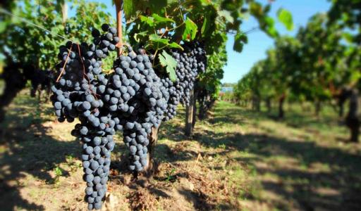 Vente Domaine agricole POMEROL 33500