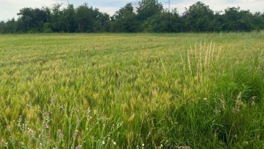 Vente Terrain CHATUZANGE-LE-GOUBET 26300