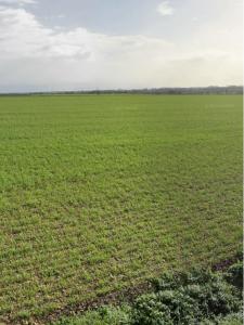 Vente Terrain SAINT-OUEN-D'AUNIS 17230