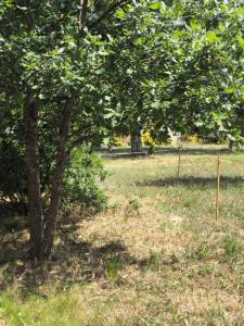 Vente Terrain BISCARROSSE 40600