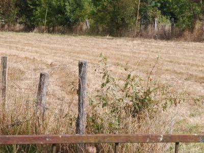 Vente Terrain SAINT-MEDARD-DE-GUIZIERES 33230