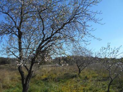 Vente Terrain SAINT-PONS-DE-MAUCHIENS 34230