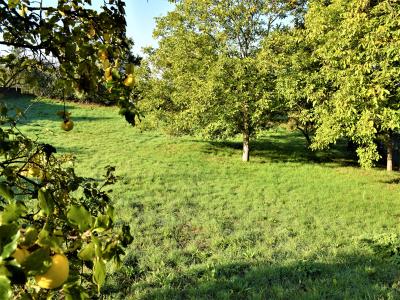 Vente Terrain SAINT-MEDARD-EN-FOREZ 42330