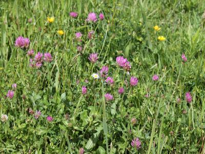 Vente Terrain BELIN-BELIET 33830