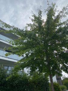 Vente Appartement 2 pices SAINT-AVE 56890