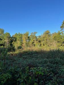 Vente Terrain BREDE 33650