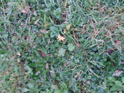 Vente Terrain BARON 33750