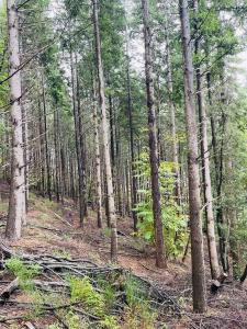 Vente Terrain PREMIAN 34390