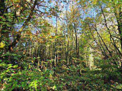 Vente Terrain PLOERDUT 56160