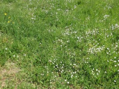 Vente Terrain SAINT-REMY-EN-MAUGES 49110