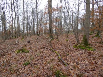 Vente Domaine forestier GARENNES-SUR-EURE 27780