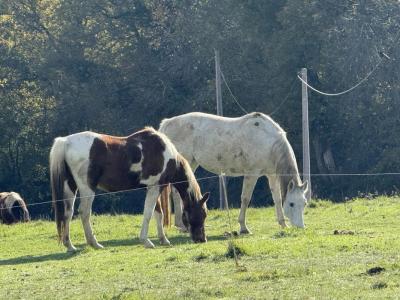 Vente Maison 12 pi�ces MASSEUBE 32140