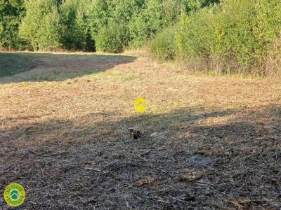 Vente Terrain NERIS-LES-BAINS 03310