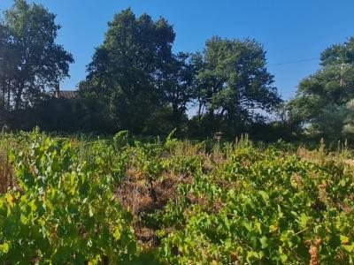 Vente Terrain SAINTE-CECILE-LES-VIGNES 84290
