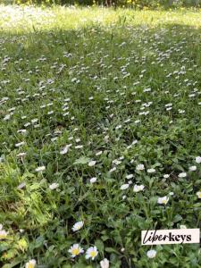 Vente Terrain EGUILLES 13510