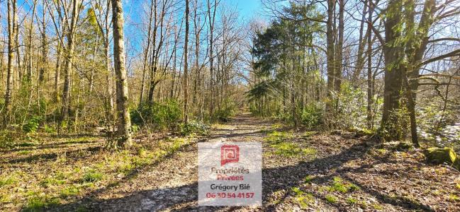 Vente Domaine forestier FERTE-SOUS-JOUARRE 77260