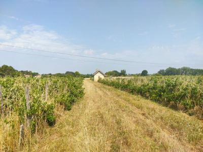 Vente Terrain SAINTE-EULALIE 33560