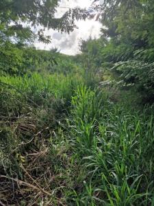 Vente Terrain VAUCLIN 97280