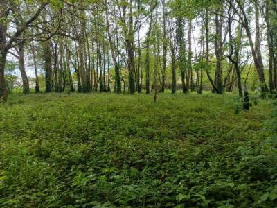 Vente Terrain FAOUET 56320