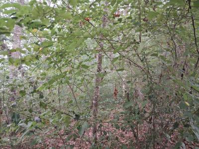 Vente Terrain SAINT-PAUL 87260