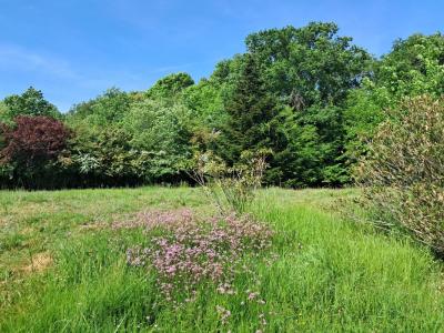 Vente Terrain SAINT-LOUBES 33450