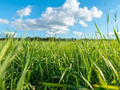 Vente Terrain MONTAIGUT-SUR-SAVE 31530