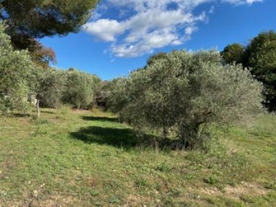 Vente Terrain MOLLANS-SUR-OUVEZE 26170