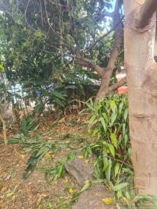 Vente Maison 6 pi�ces RAVINE-DES-CABRIS 97432