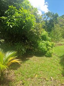 Vente Terrain RIVIERE-PILOTE 97211