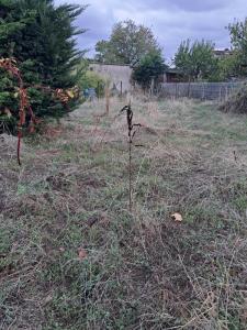 Vente Maison 4 pi�ces ALBI 81000