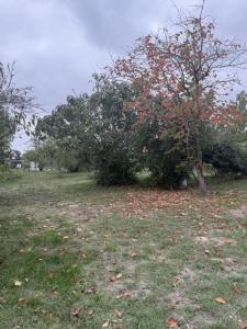 Vente Terrain NOE 31410
