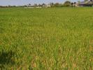 For sale Land Verrie 