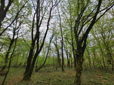 Annonce Vente Domaine forestier Cuzion 36