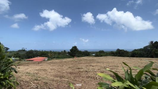 Acheter Terrain Basse-pointe Martinique