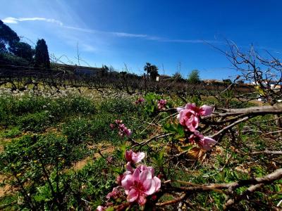 For sale Pomerols 4 rooms 86 m2 Herault (34810) photo 2