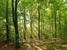 For sale Forested aera Dreux 