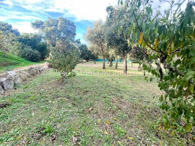 For sale Sainte-lucie-de-porto-vecchio 1020 m2 Corse (20144) photo 4