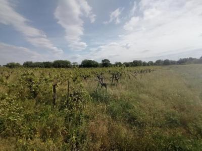 For sale Pouget 31371 m2 Herault (34230) photo 0
