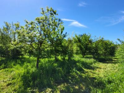 Acheter Terrain 1361 m2 Uzes